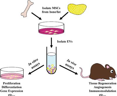 Tissue Regeneration Capacity of Extracellular Vesicles Isolated From Bone Marrow-Derived and Adipose-Derived Mesenchymal Stromal/Stem Cells